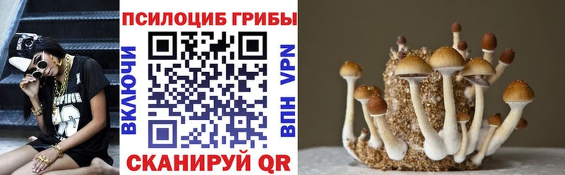 Купить  Окуловка  Псилоцибиновые грибы MAGIC MUSHROOMS 